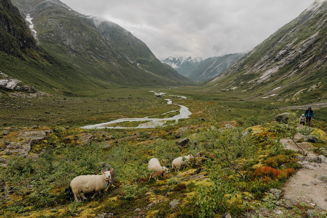 Dyrelivet i Norge: Et Mangfold av Naturens Underverker